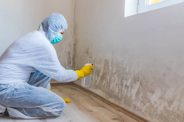 Licensed Mold Remediation service in Yale, VA - WQB Mold Removal